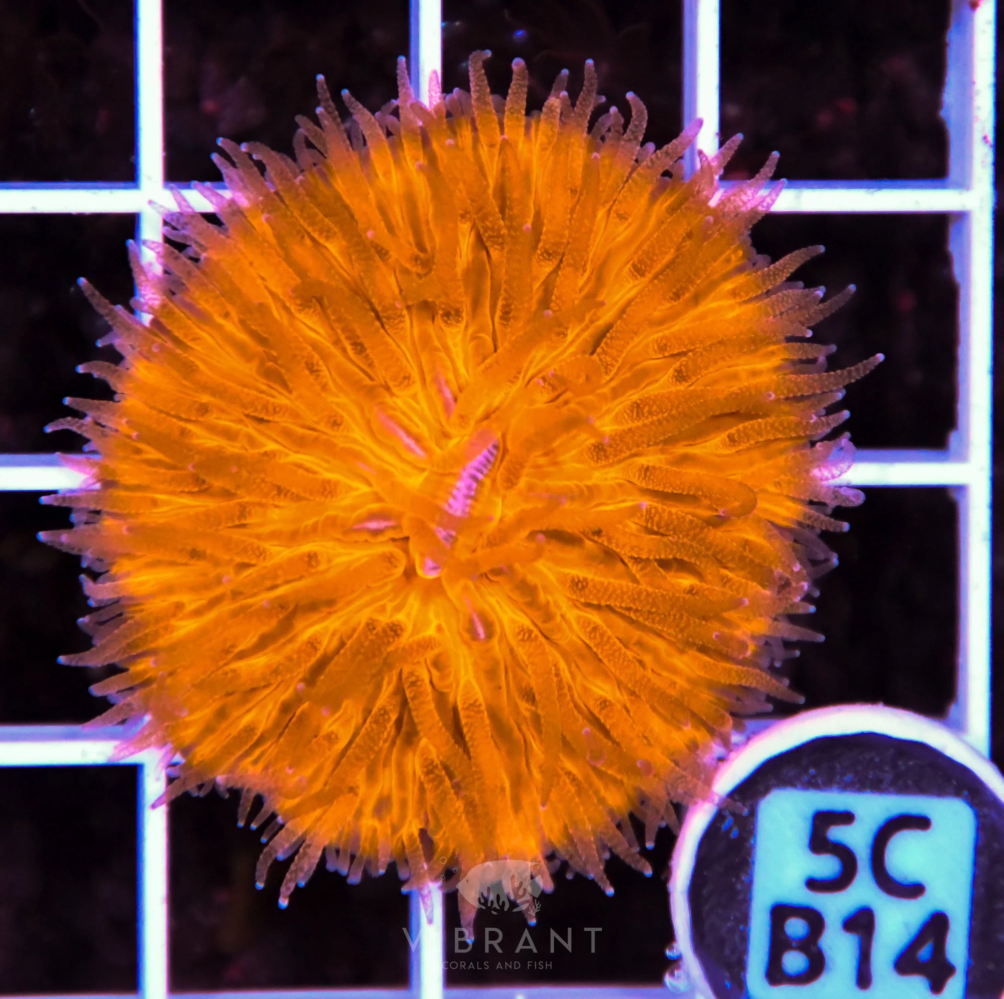 Fungia ORANGE AUS