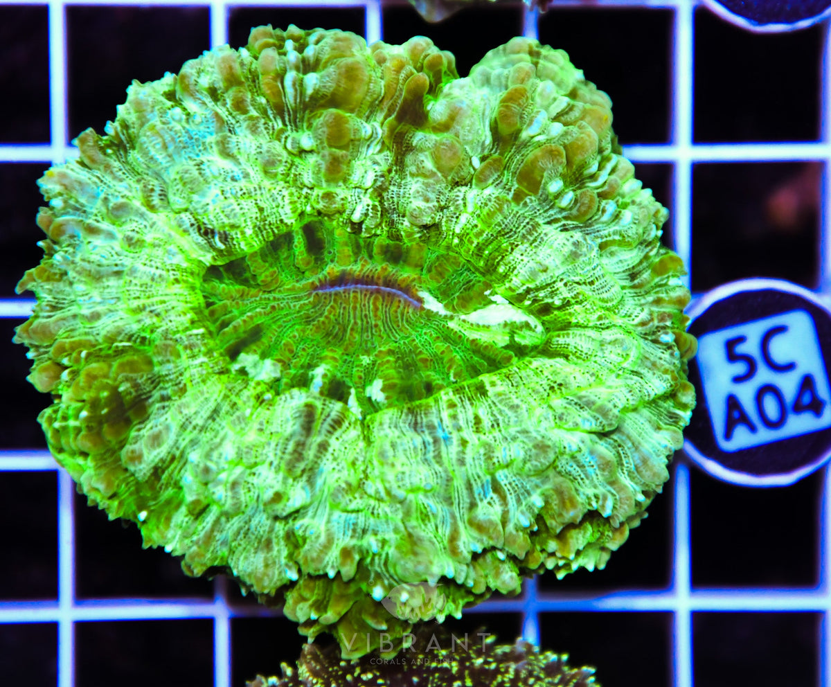 Acanthophyllia AUS