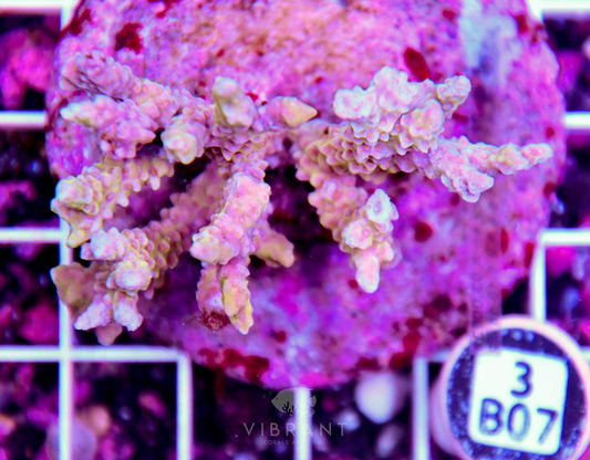 Acro INDO
