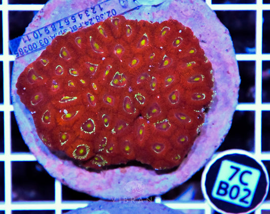 Micromussa INDO