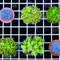 Frag Goniopora 10 Pack AQ SAMPLE