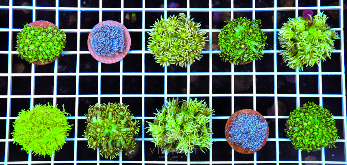 Frag Goniopora 10 Pack AQ SAMPLE