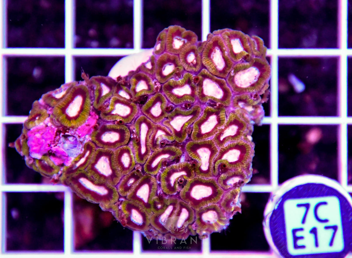 Micromussa INDO