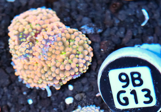 Ricordea Mushroom