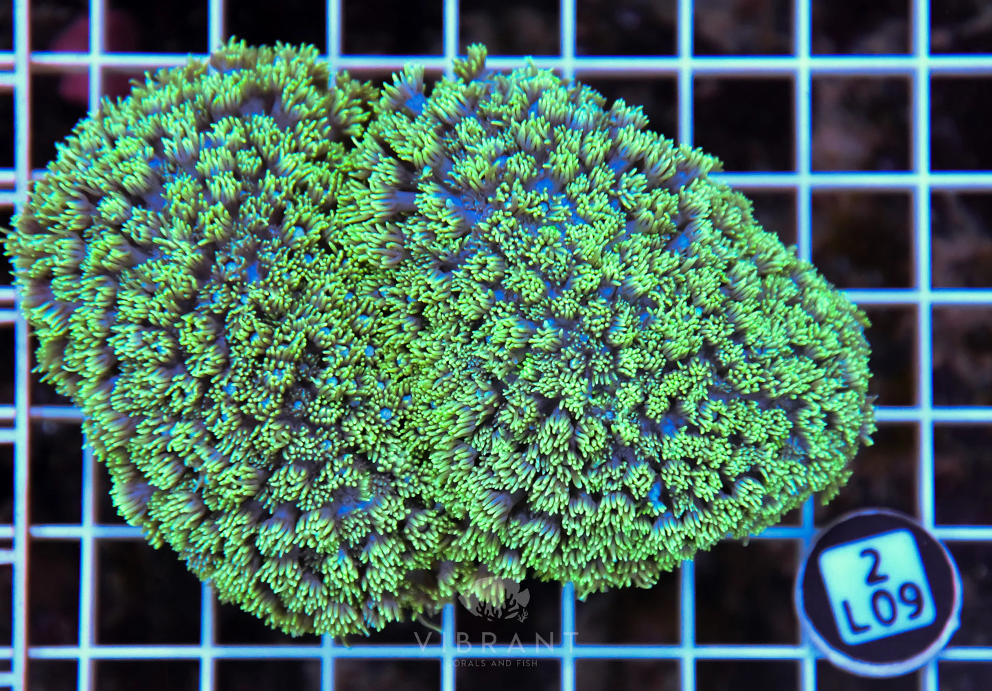 Goniopora AUS