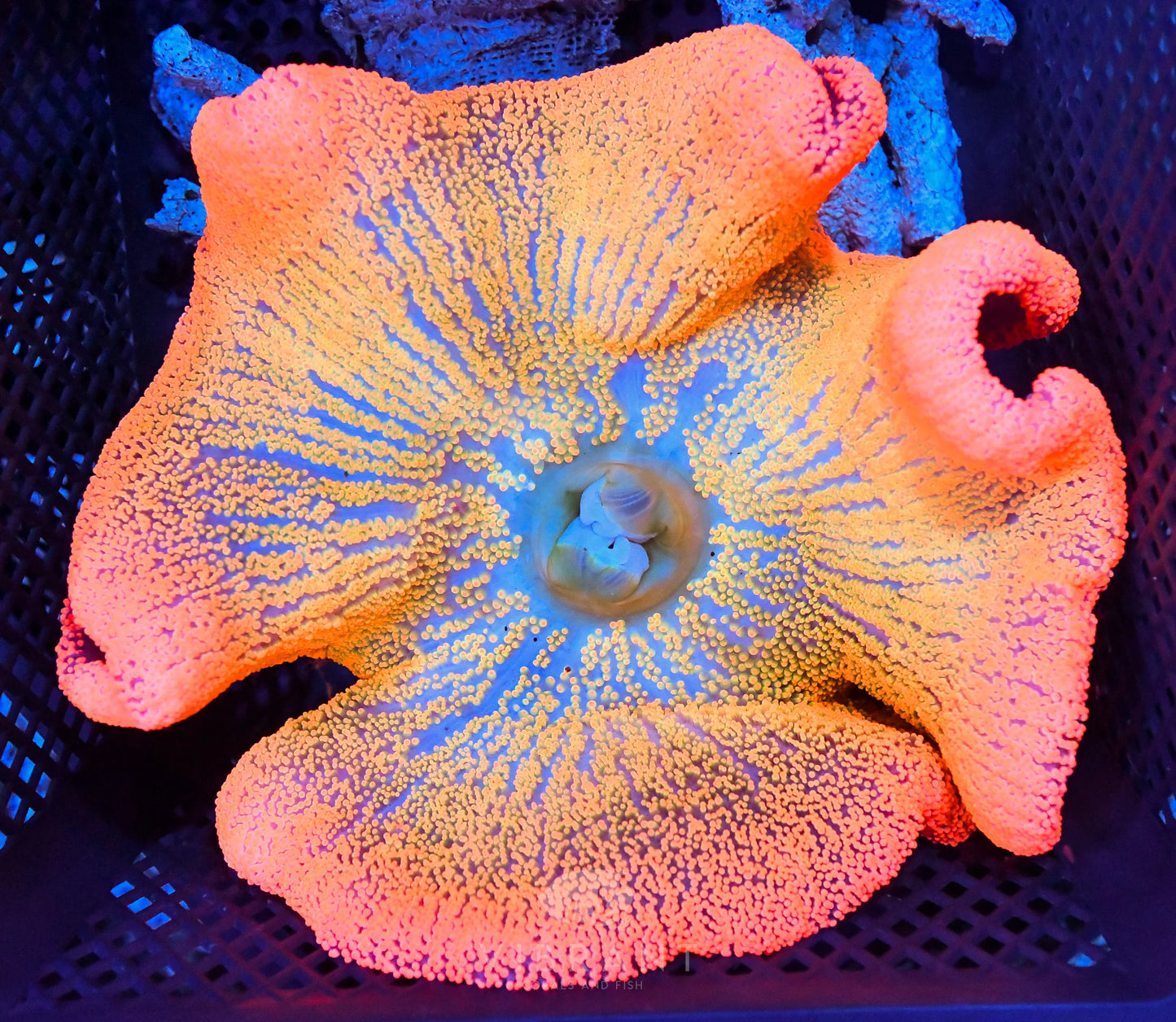 Carpet RAINBOW Anemone