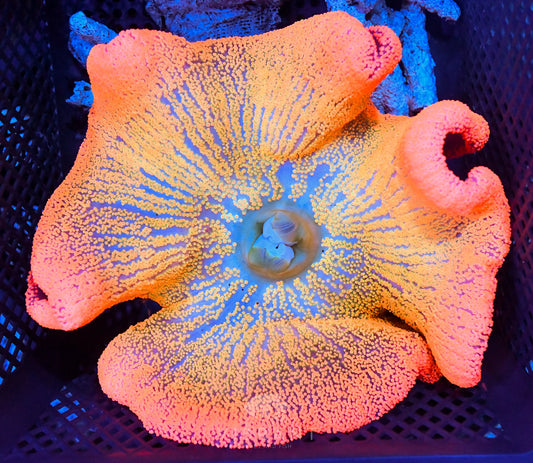 Carpet RAINBOW Anemone