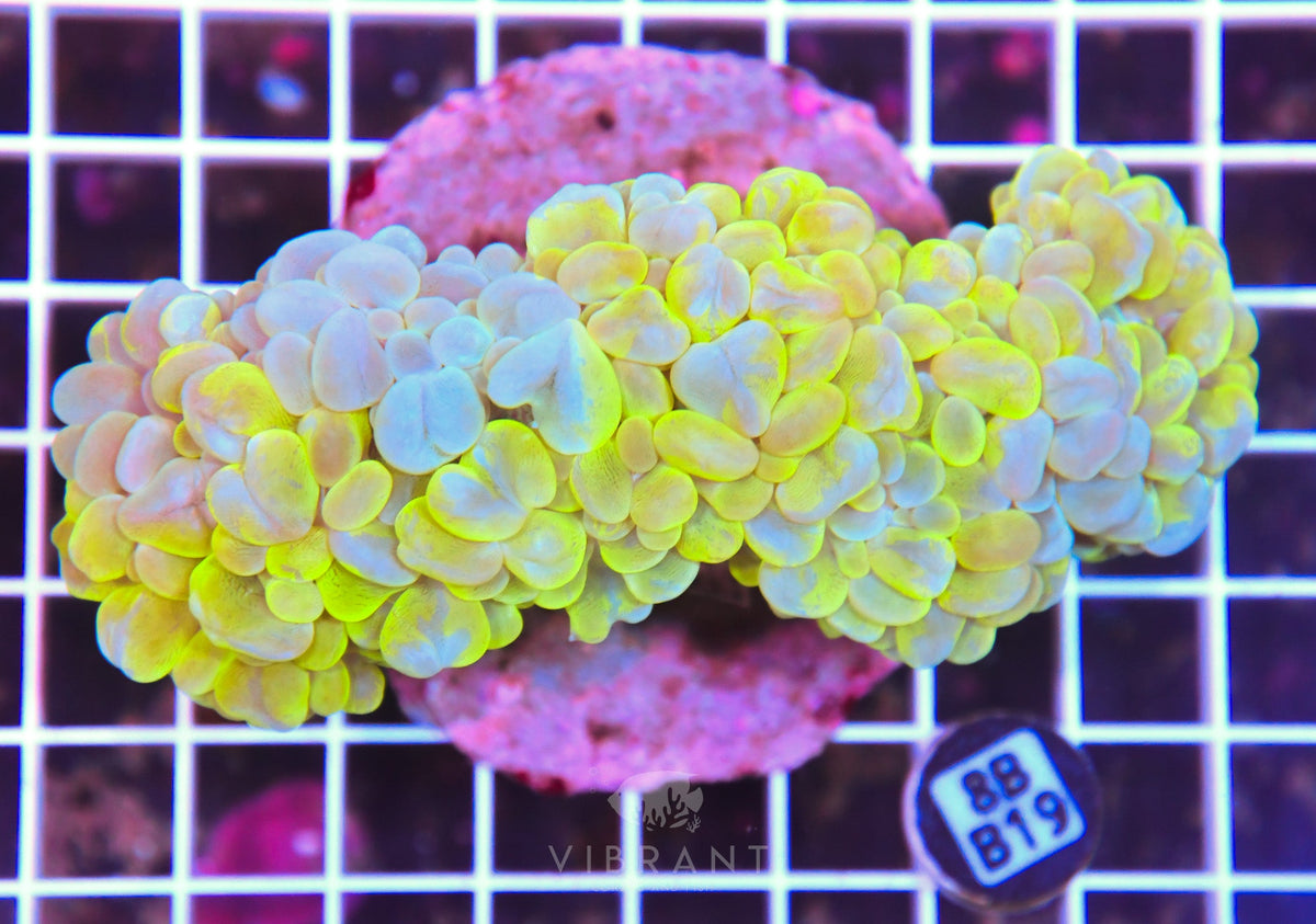 Bubble Coral INDO