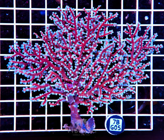 Gorgonian INDO W