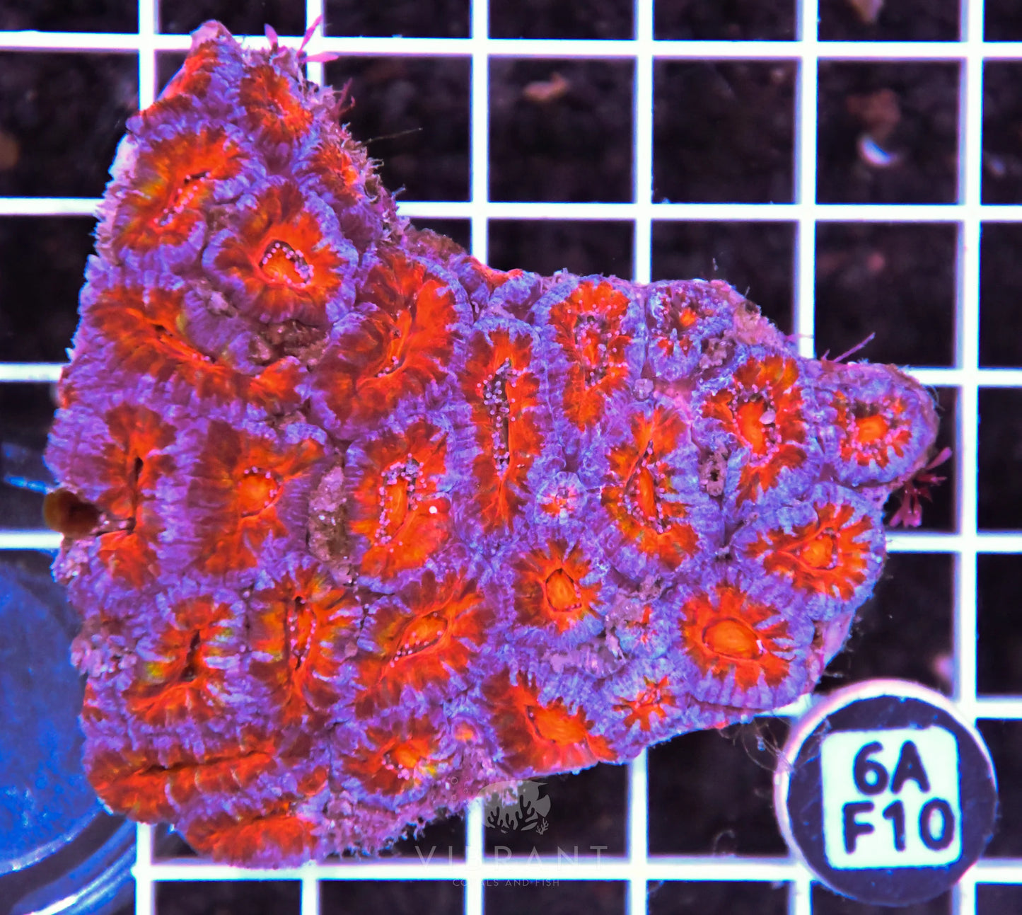 Acan Lord AUS
