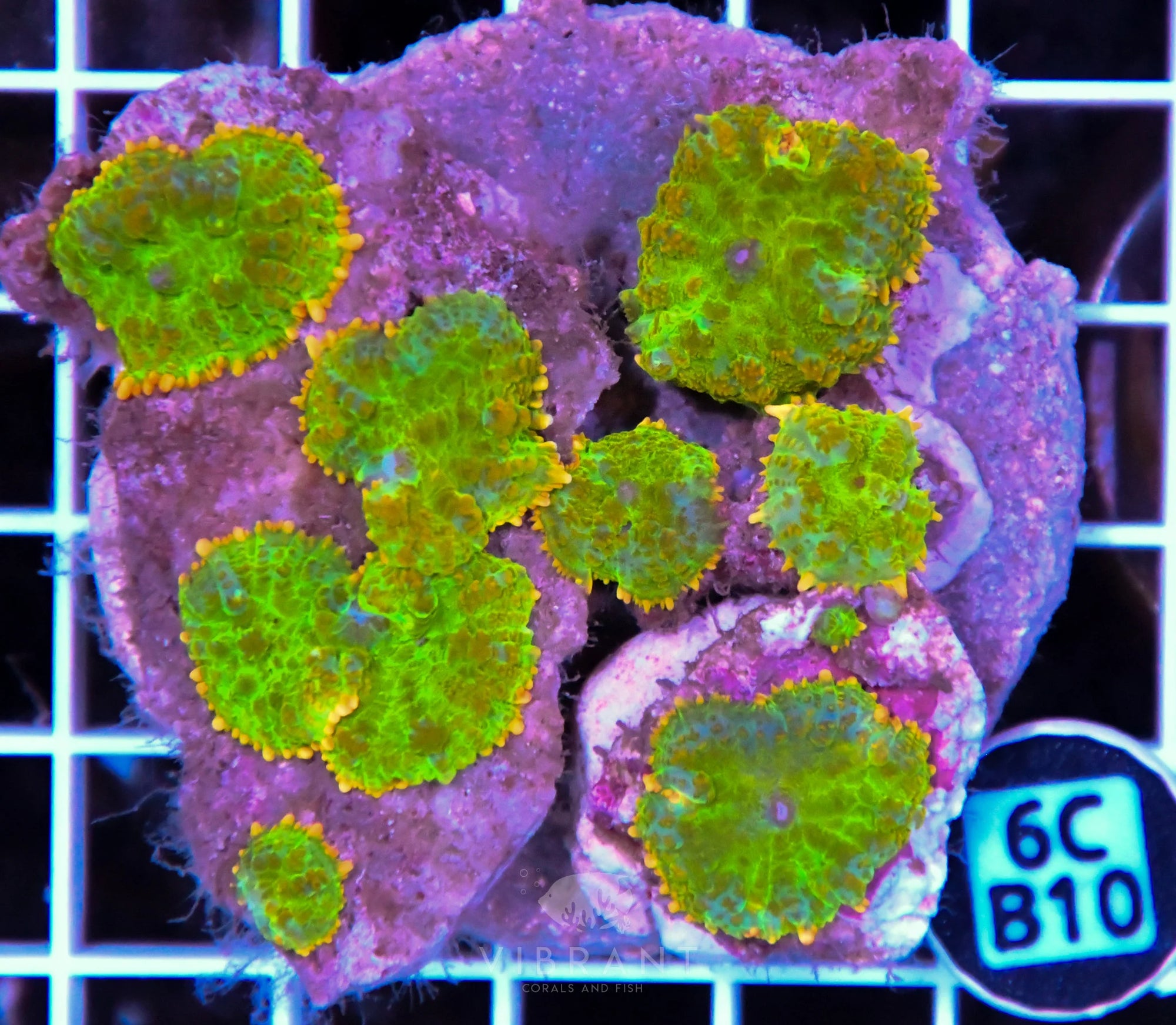 Mushroom INDO