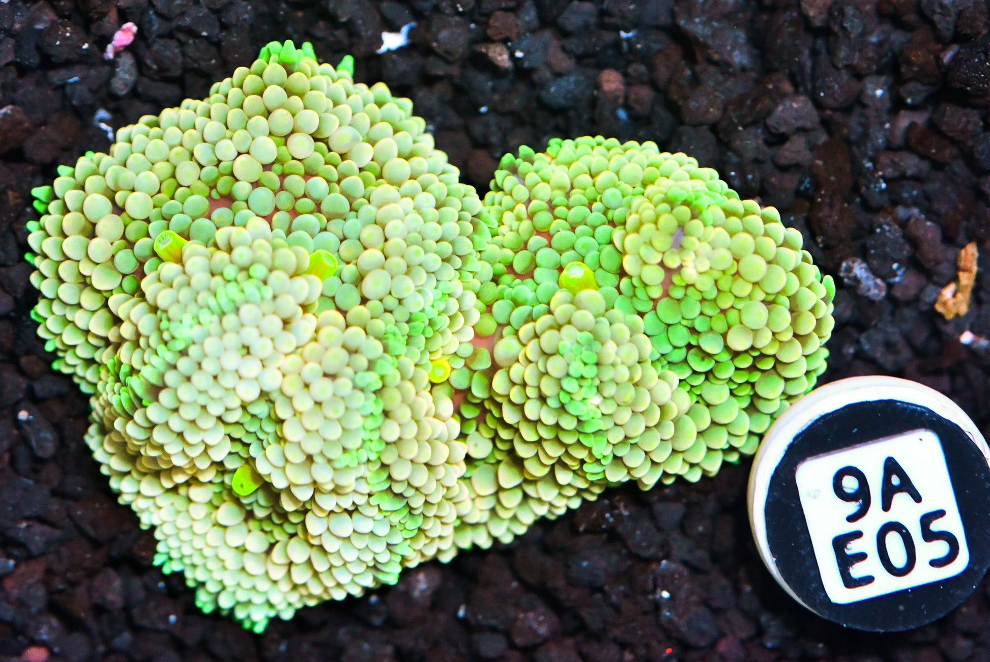 Ricordea Mushroom