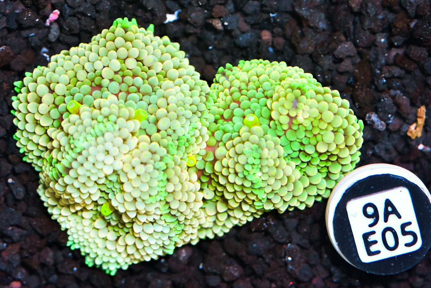 Ricordea Mushroom