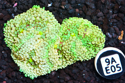 Ricordea Mushroom