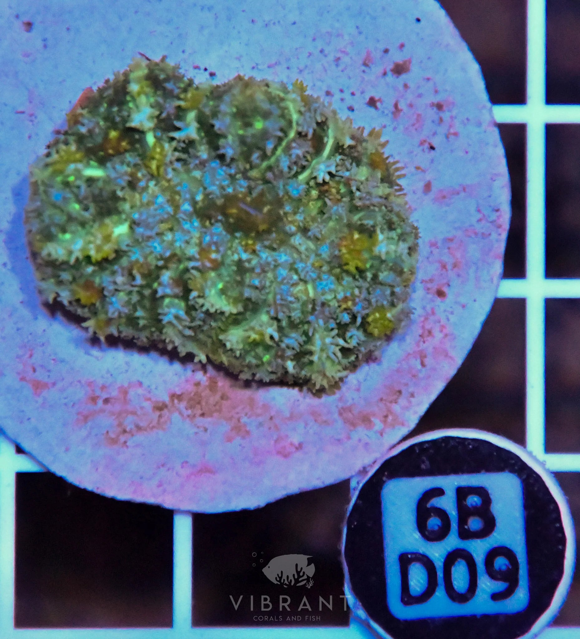 Mushroom INDO