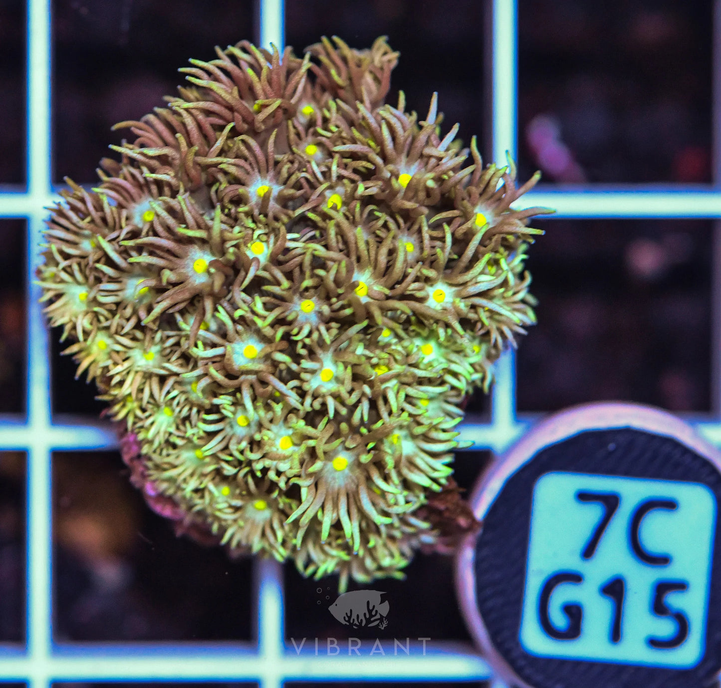 Frag Goniopora WAUS