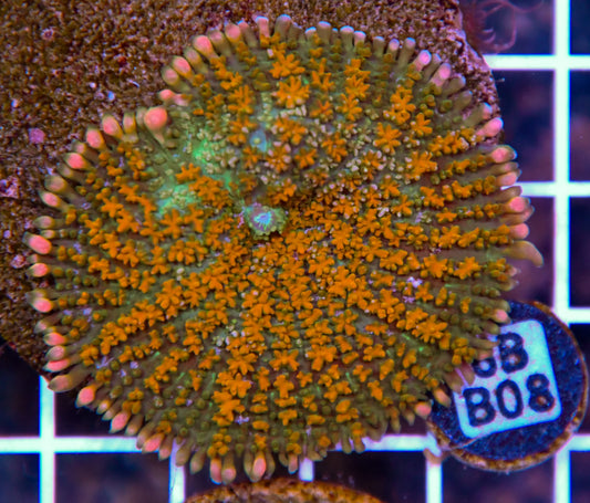 Mushroom INDO