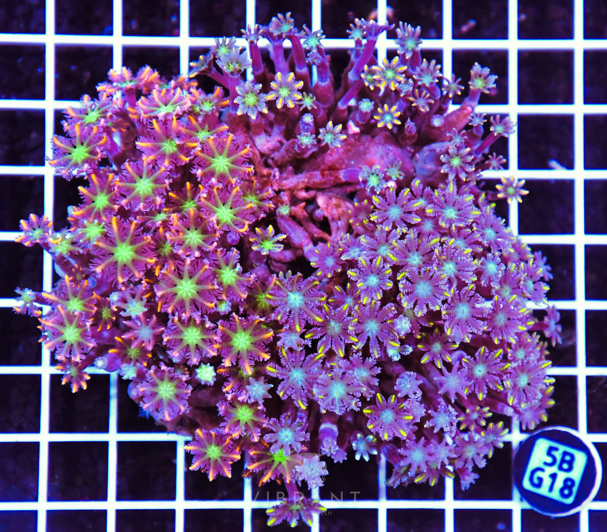 Clove Polyp INDO