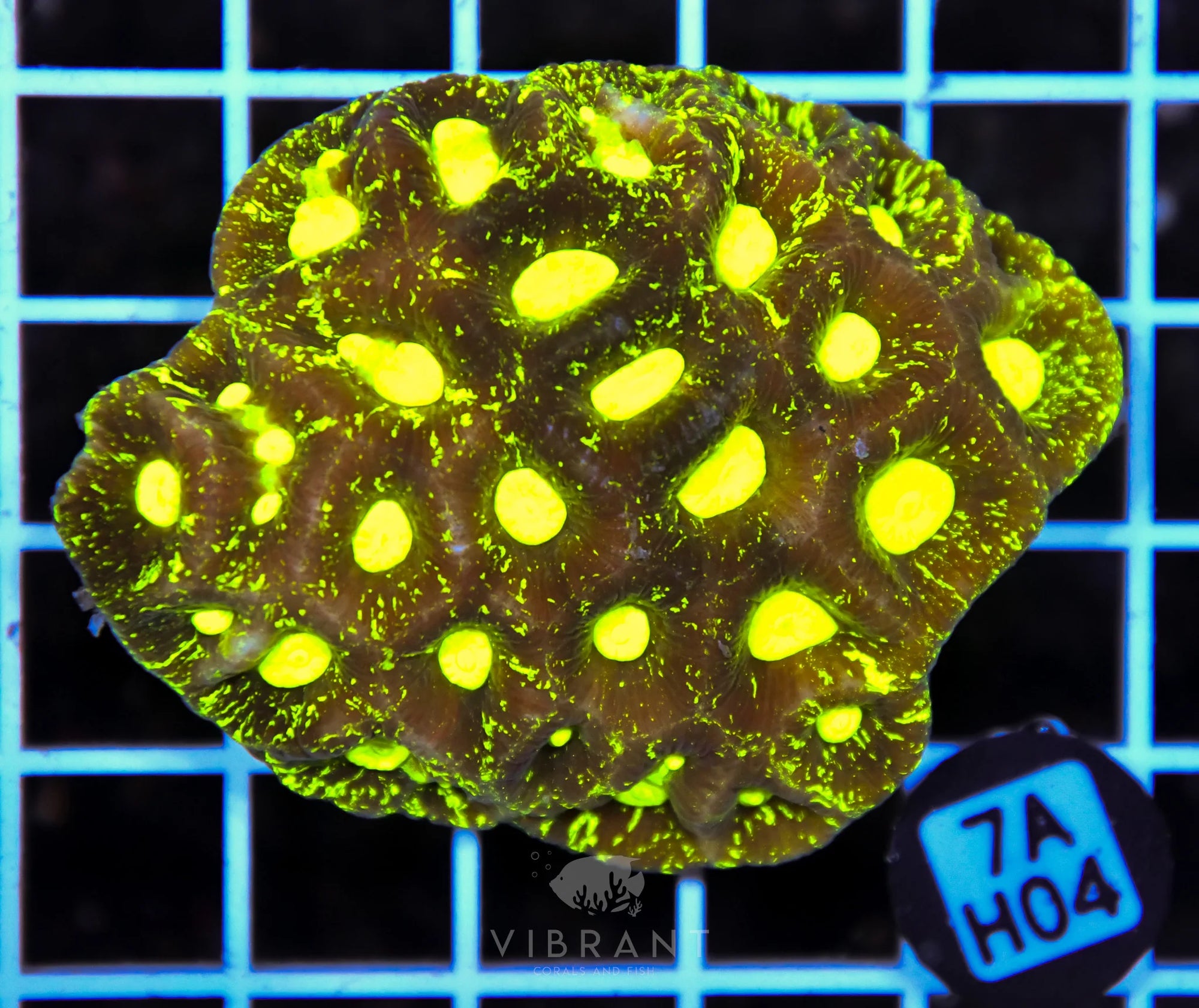 Goniastrea AUS