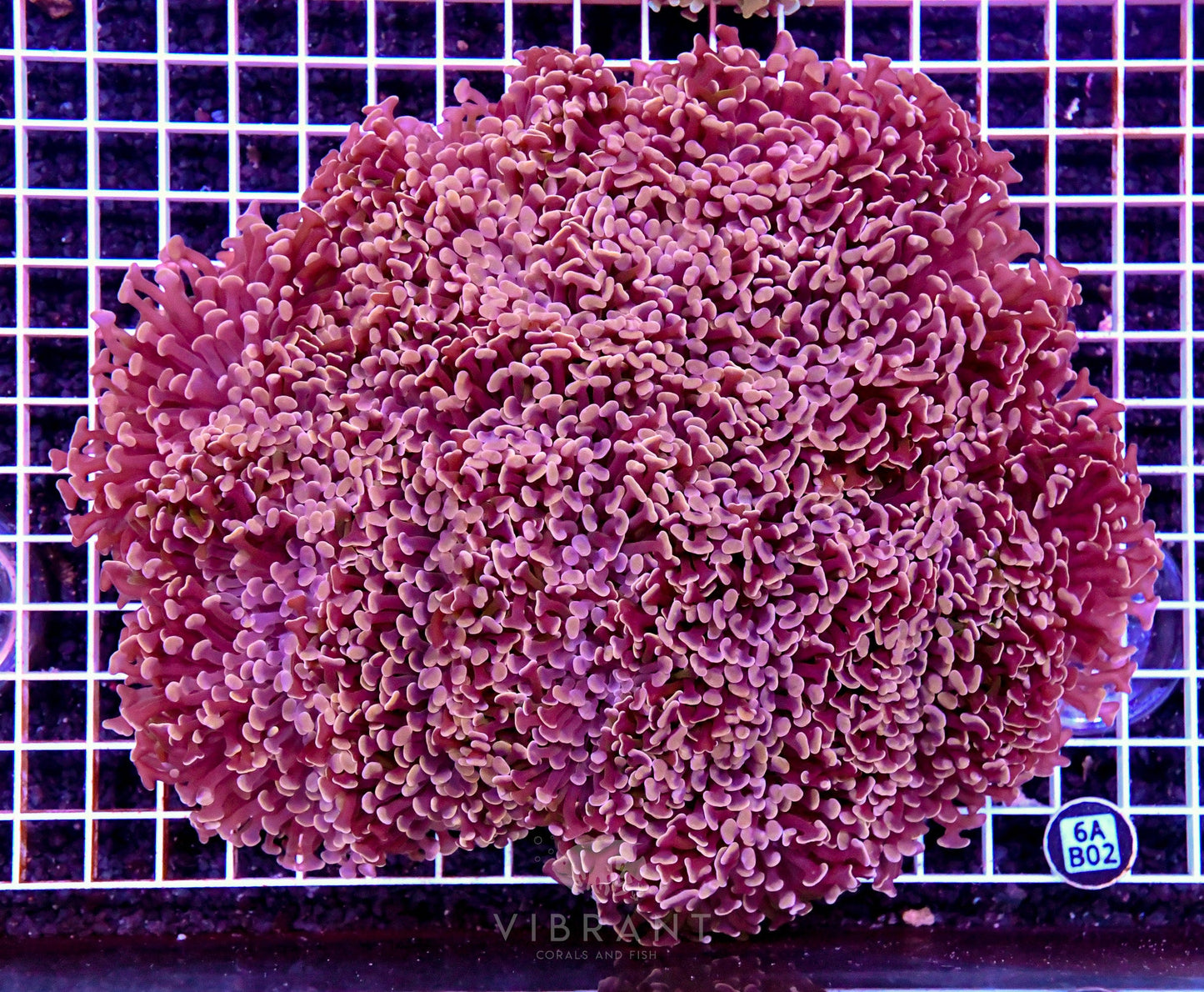 Hammer Wall AUS SHOW PIECE