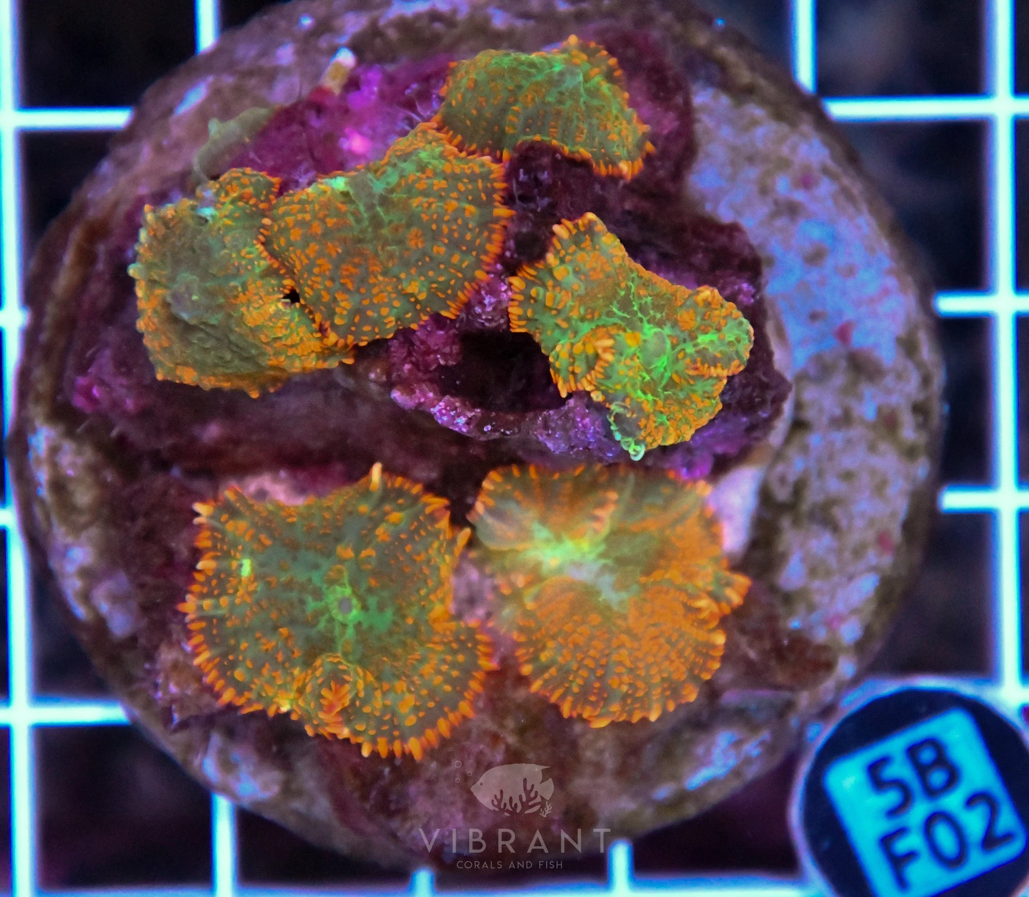 Mushroom INDO