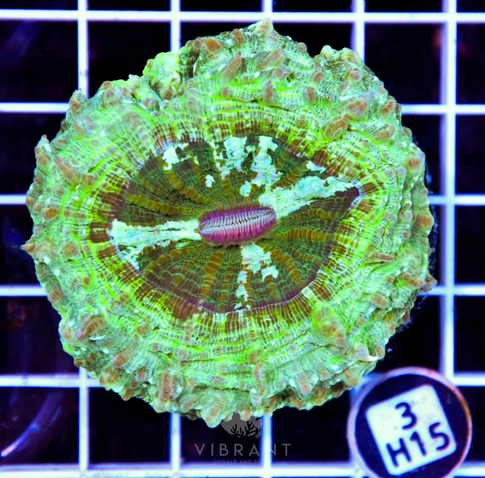 Acanthophyllia AUS