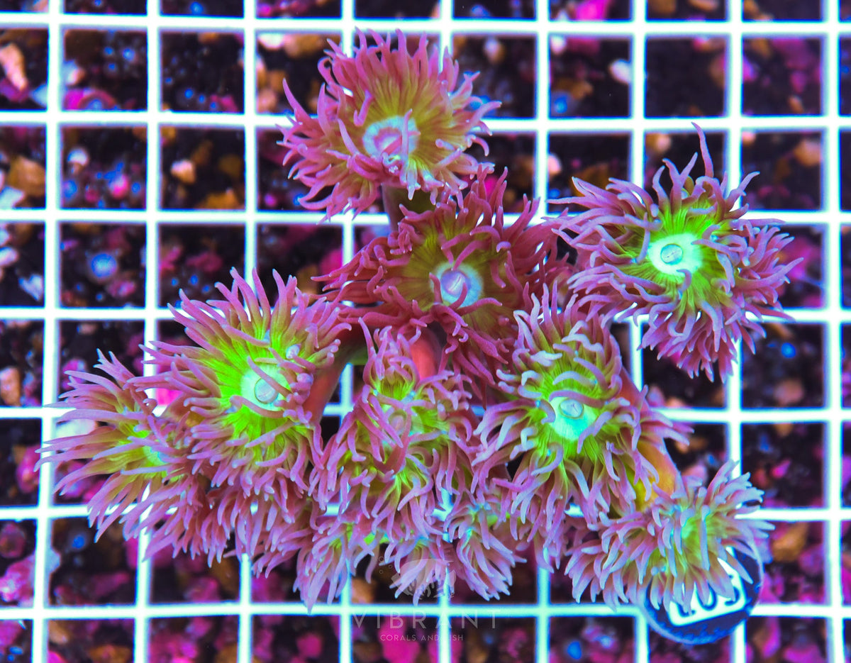 Duncan Colony AUS