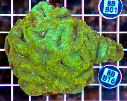 Micromussa WAUS