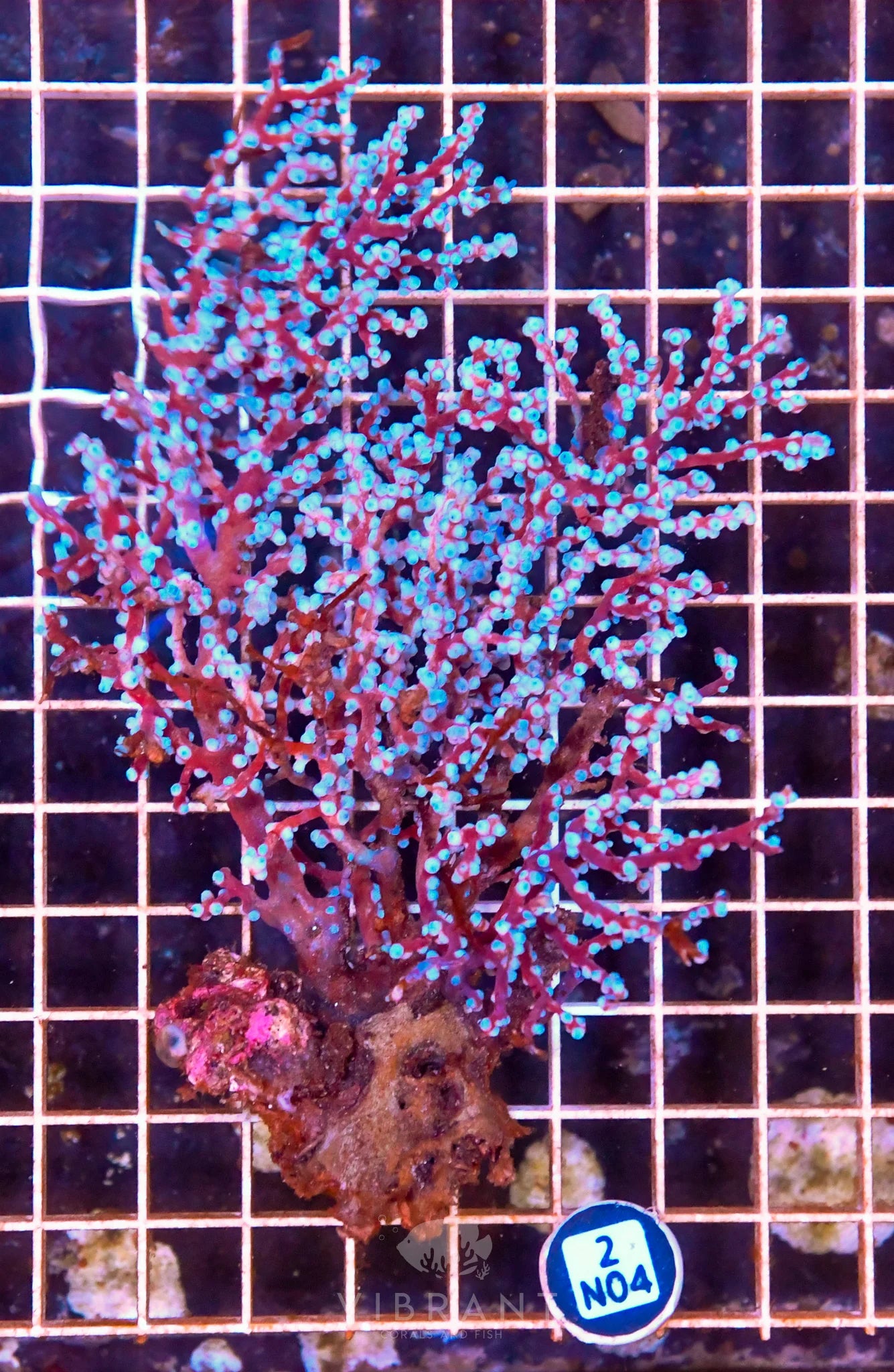 Gorgonian INDO W