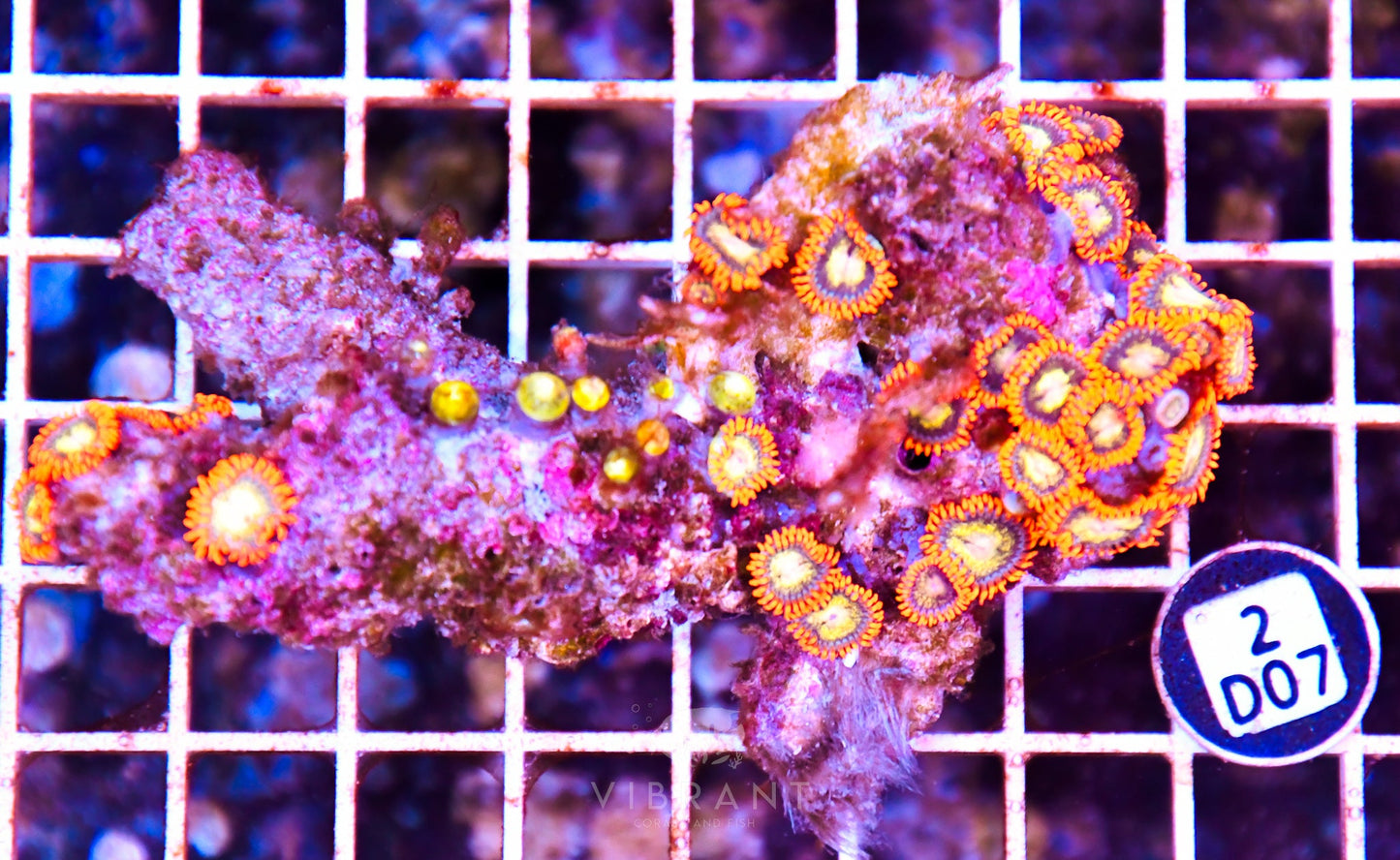 Zoa AUS