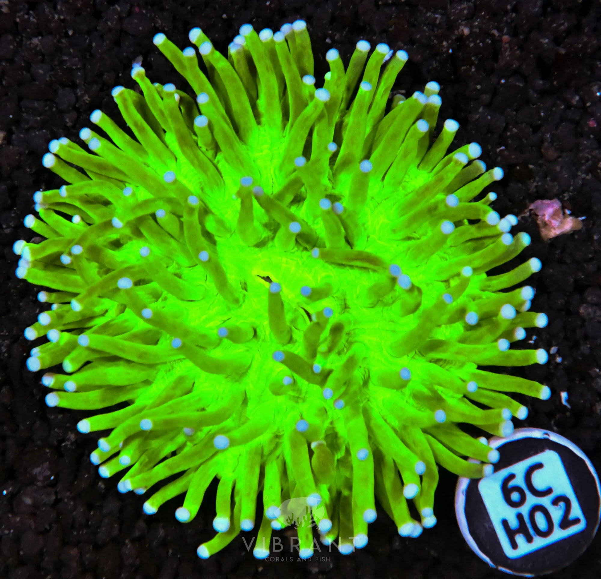 Heliofungia AUS