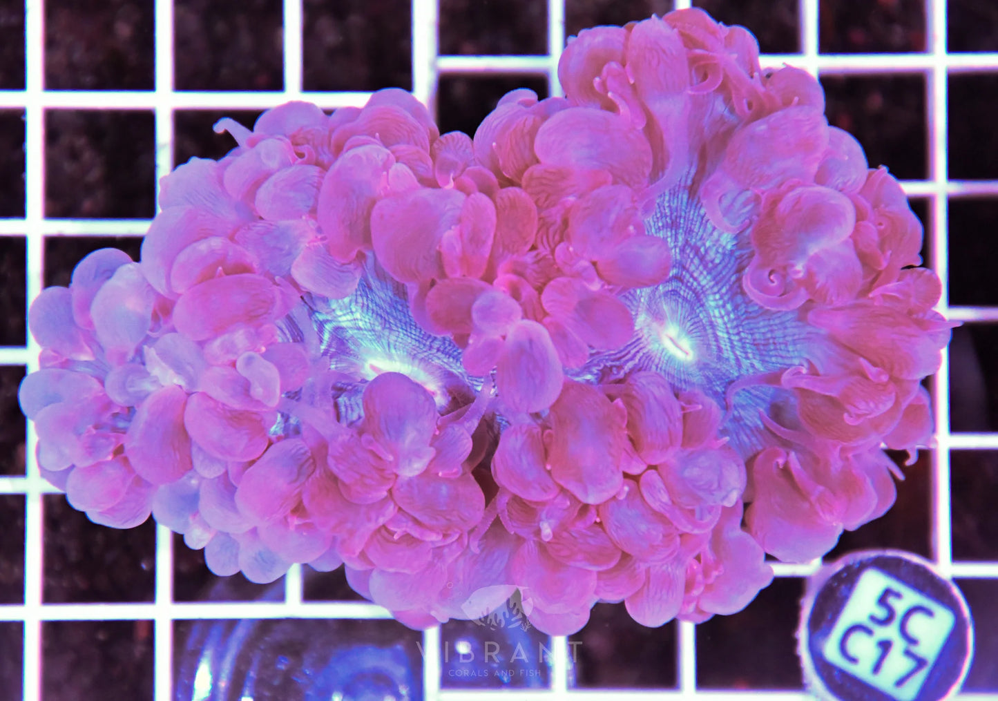 Bubble Coral AUS