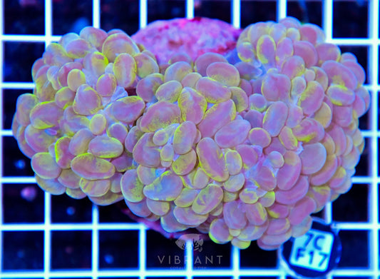 Bubble Coral INDO