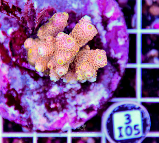 Acro INDO