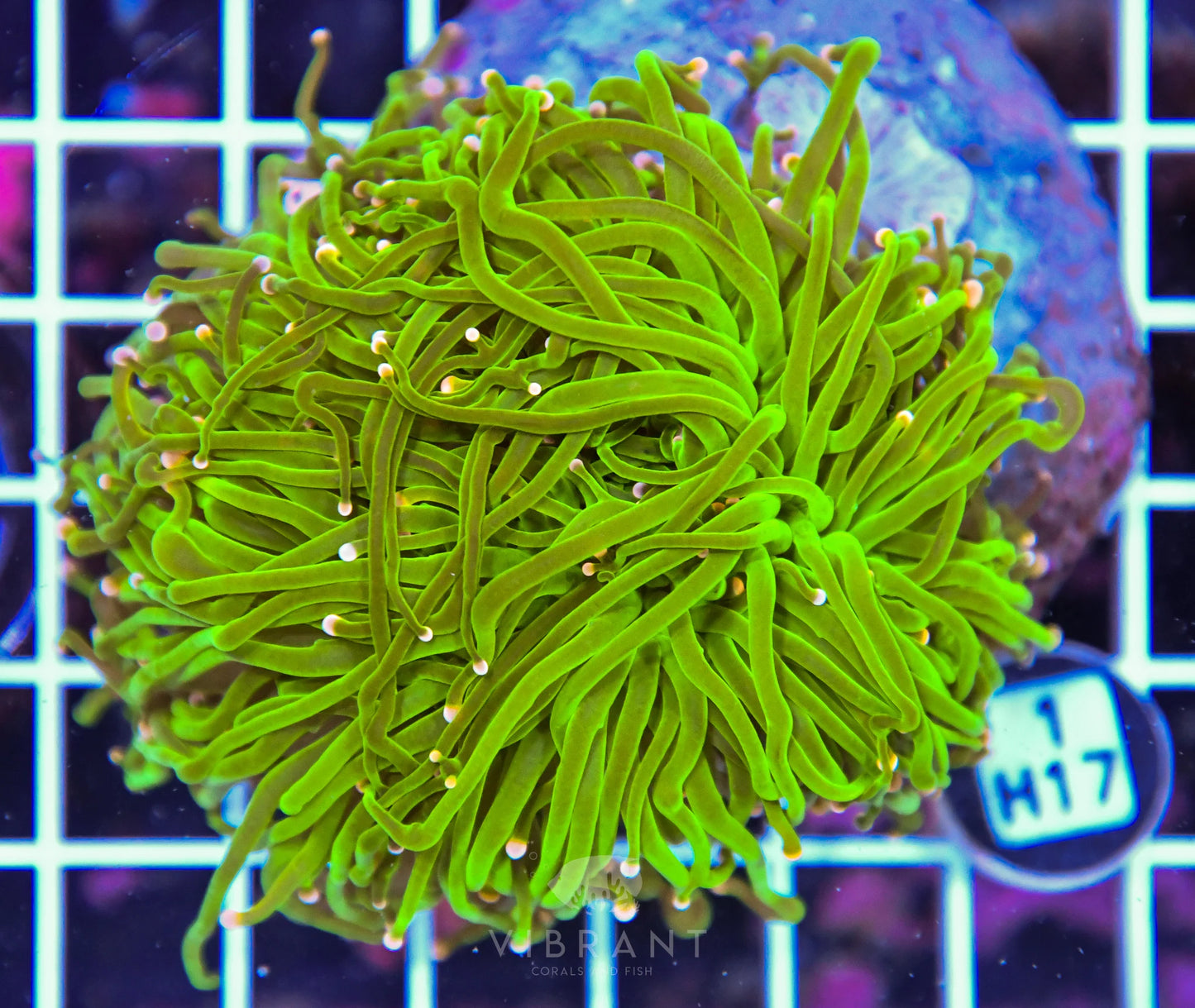 Torch INDO