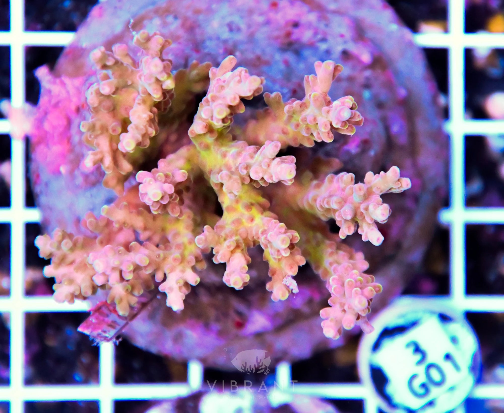 Acro INDO