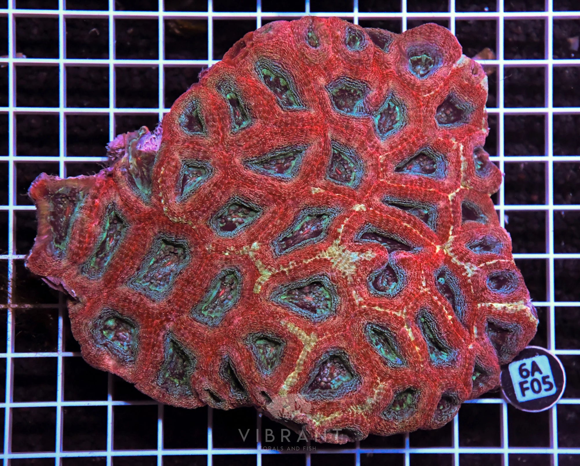 Acan Bower AUS