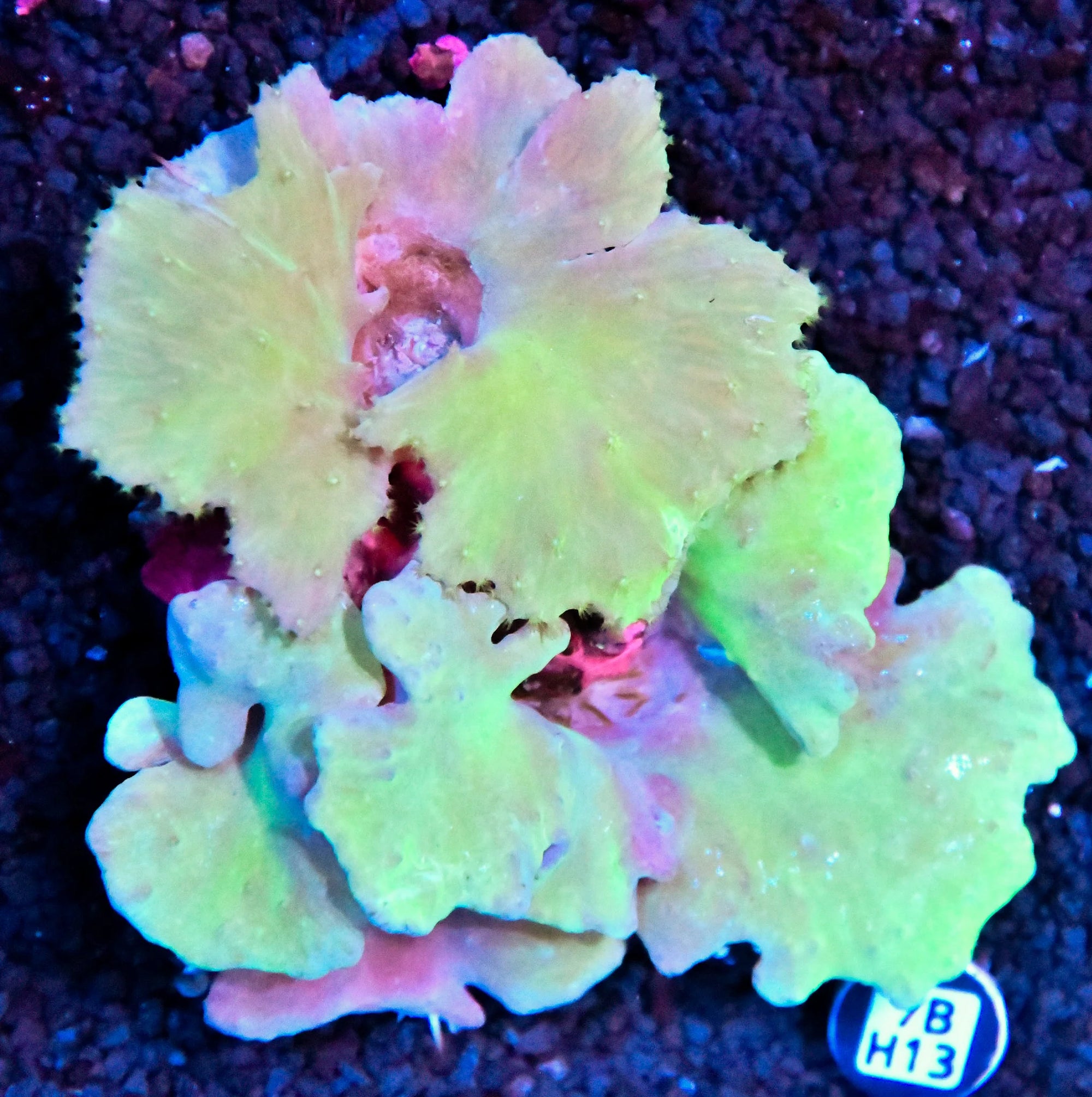 Cabbage INDO W