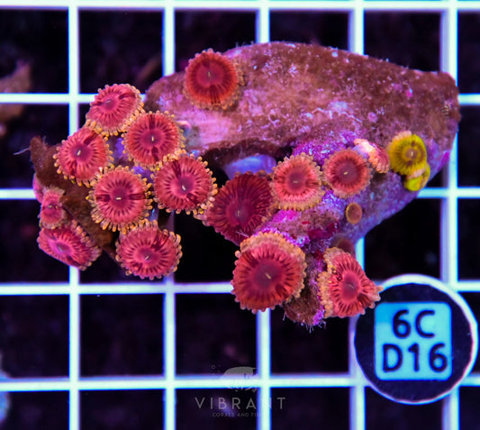Zoa INDO W