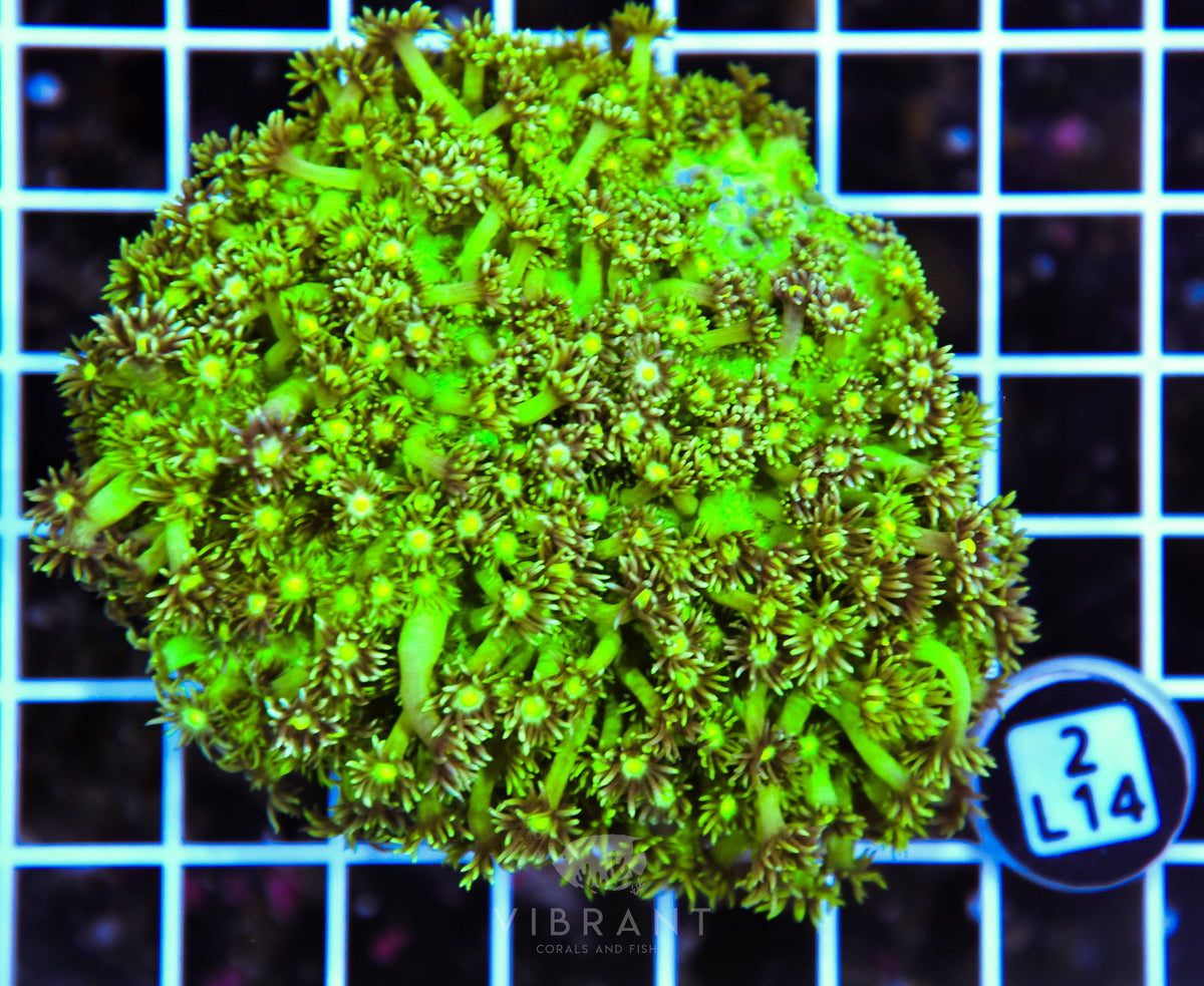 Goniopora AUS