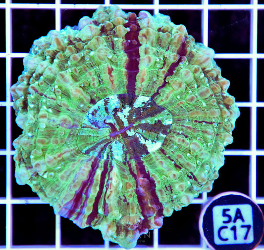 Acanthophyllia AUS