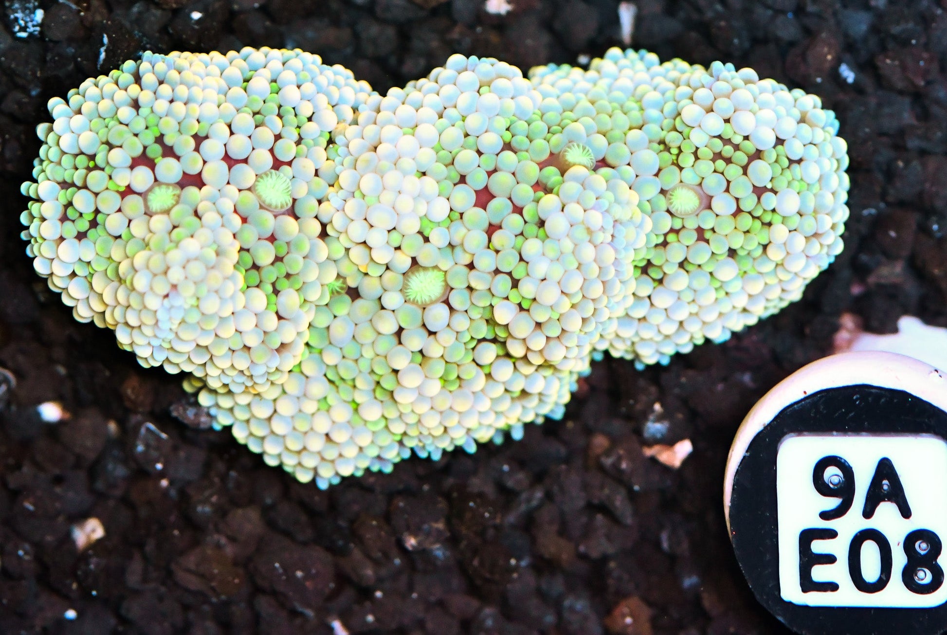 Ricordea Mushroom