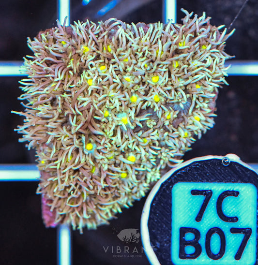 Frag Goniopora WAUS