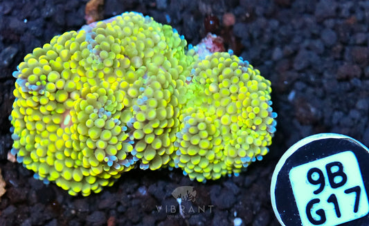 Ricordea Mushroom