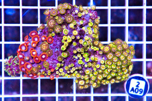 Zoa INDO W