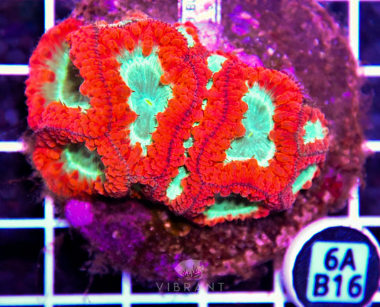 Blasto INDO W