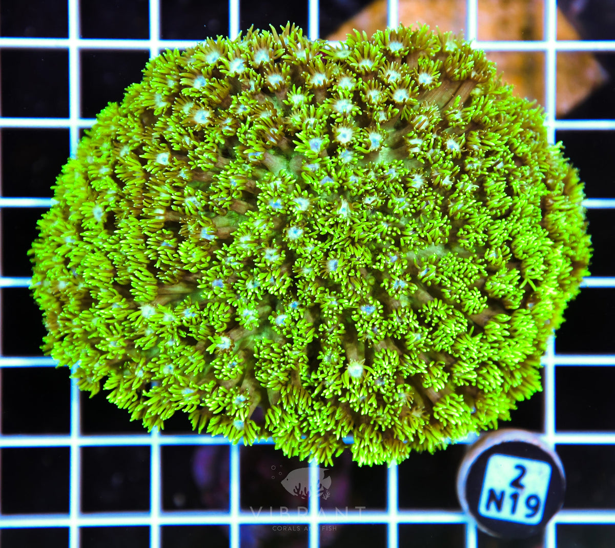 Goniopora AUS