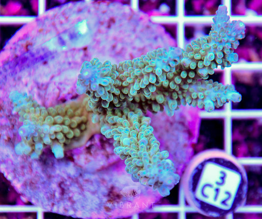 Acro INDO