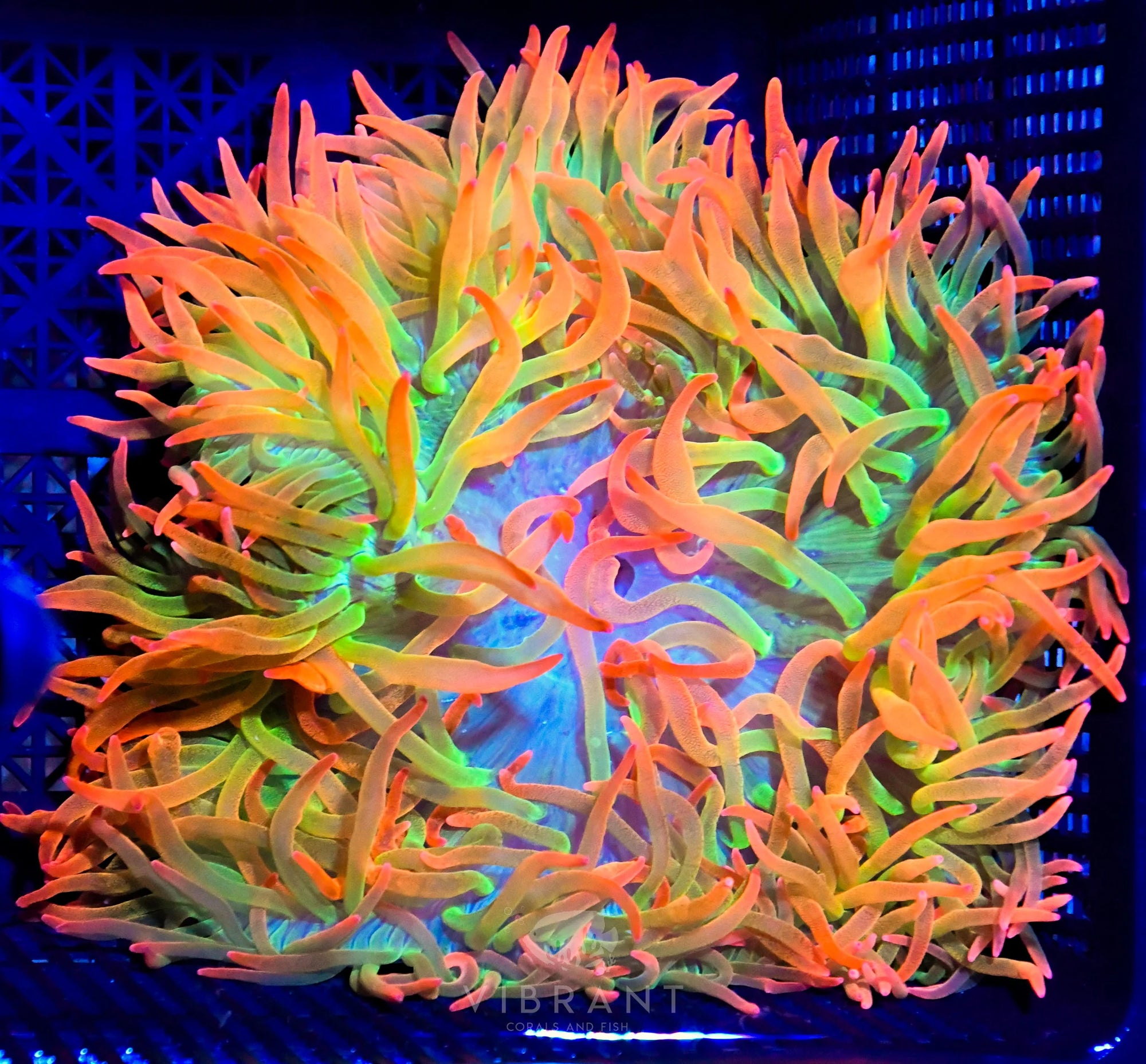 Anemone BTA XL
