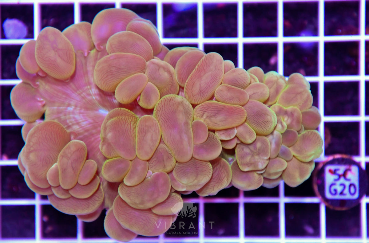 Bubble Coral AUS